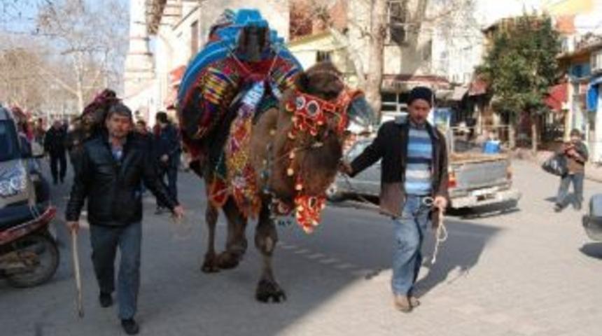G&uuml;reş &Ouml;ncesi Develer Gezdirildi