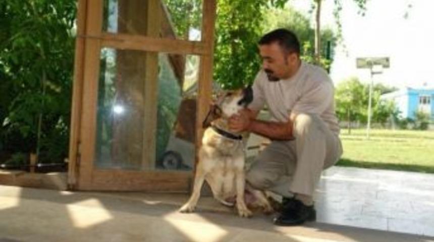 Diyarbakır'da Hayvanlara Protez Takılacak