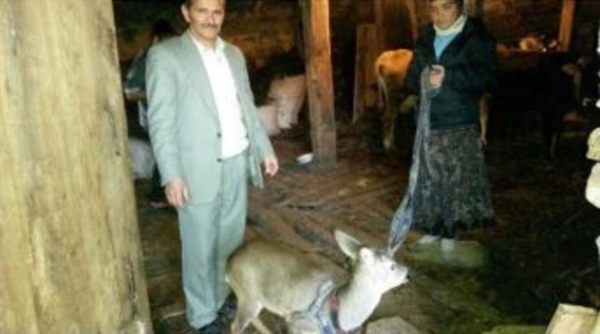 Devriye Atan Jandarma Bu Sefer Karaca Yavrusu Buldu