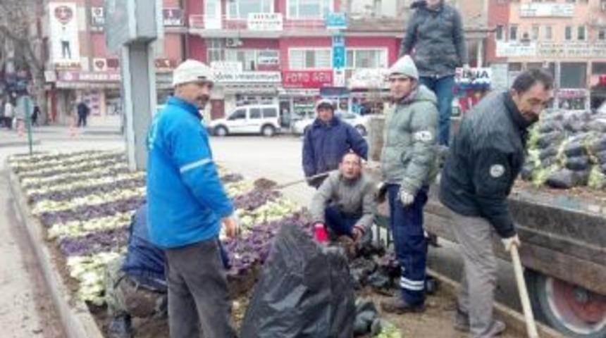 Kırıkkale S&uuml;s Lahanalarıyla Renkleniyor