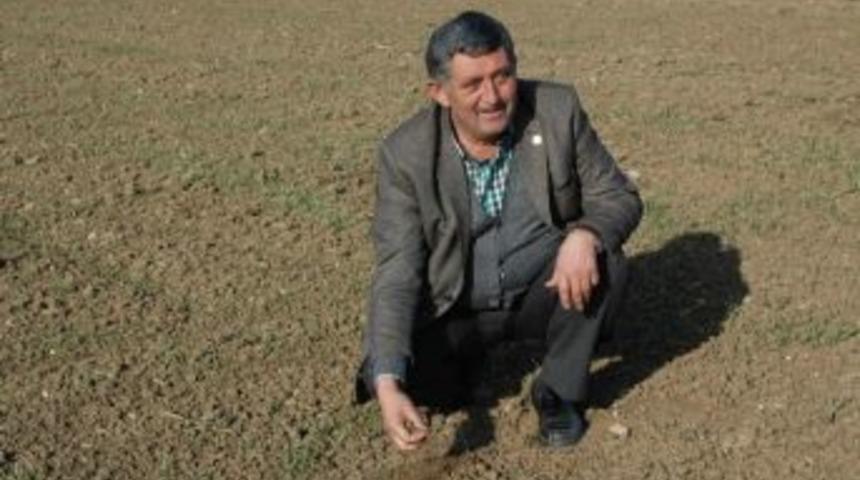 Buğdaylar Yağmuru Bekliyor