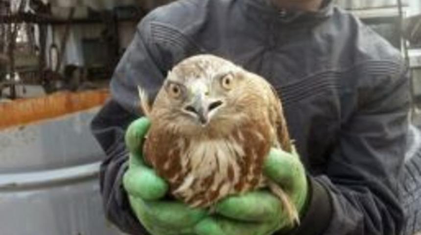 Yaralı Doğan Tedavi Altına Alındı