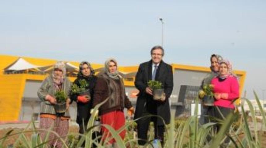 Bandırma Girişi G&uuml;zelleşiyor