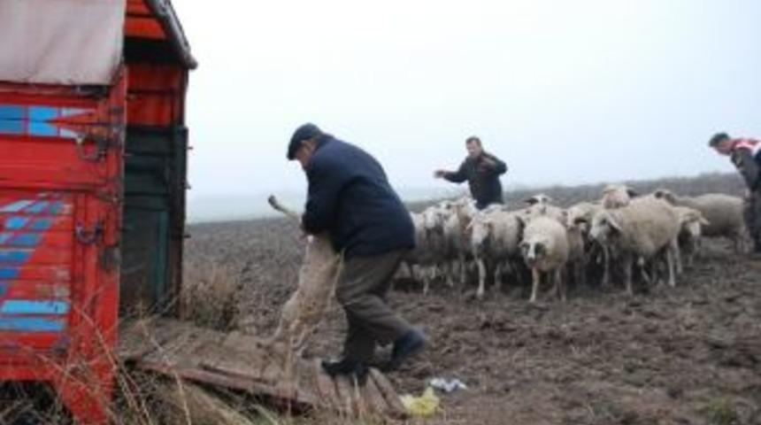 Jandarma İle Hayvan Hırsızları Arasında &Ccedil;atışma