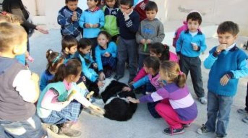 Karaburunlu Miniklere Hayvan Sevgisi Aşılandı