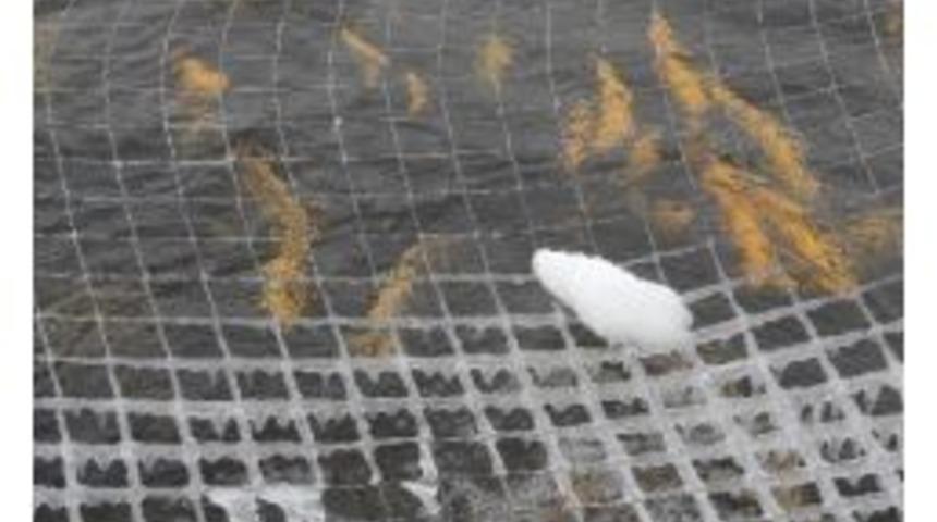 Doğu'da Soğuk Hava Alabalığa Yaradı