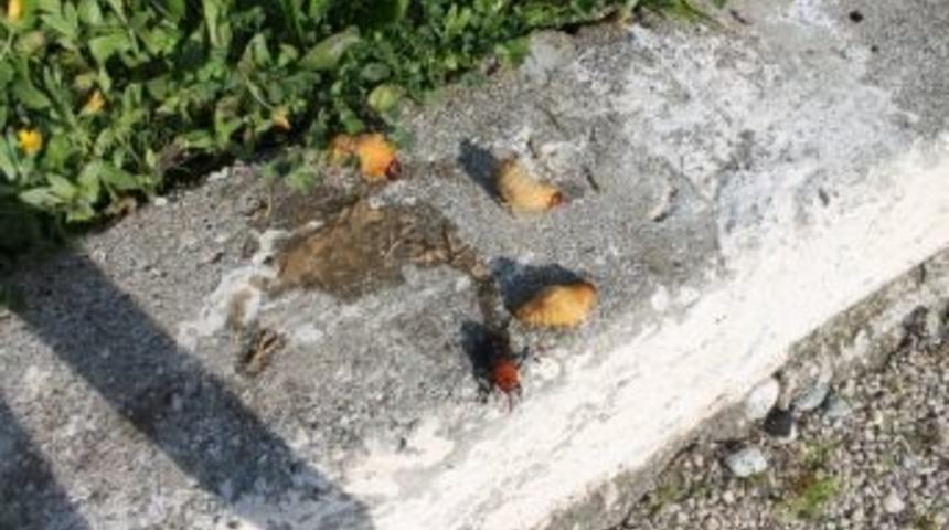 Palmiye Ve Hurma Ağa&ccedil;larındaki Tehlike