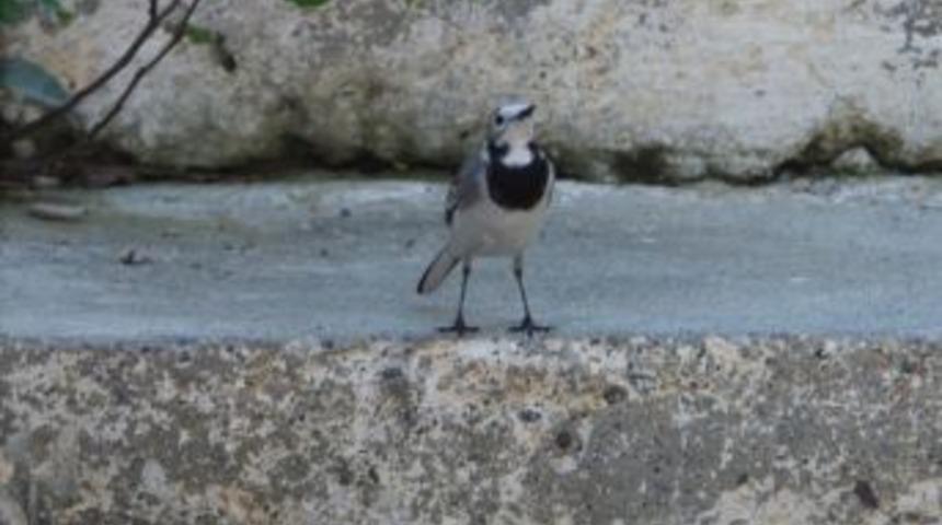 Fotoğraf Sanat&ccedil;ıları &Ccedil;obandede&rsquo;ye