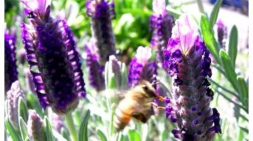 Sigarayı Bırakmak İsteyenlere Karabaş Otu