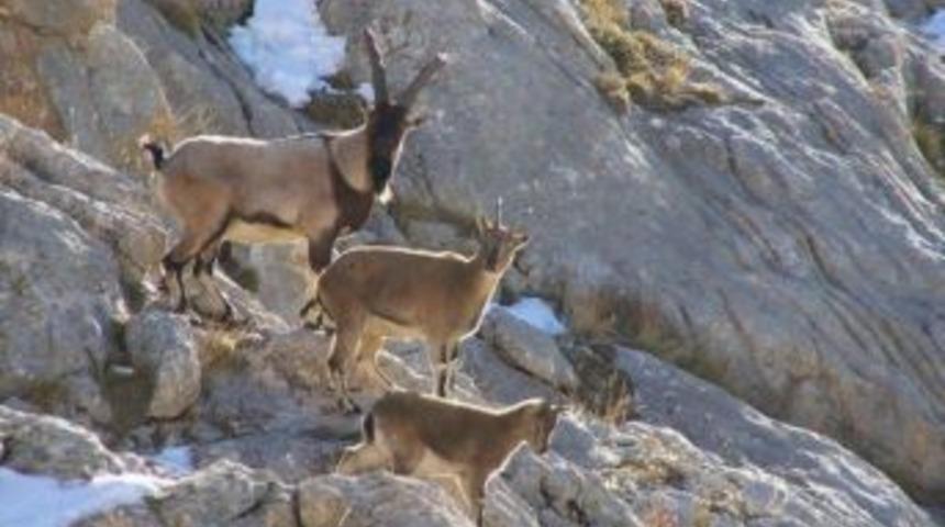 Niğde'de Bin 564 Dağ Ke&ccedil;isi Bulunuyor