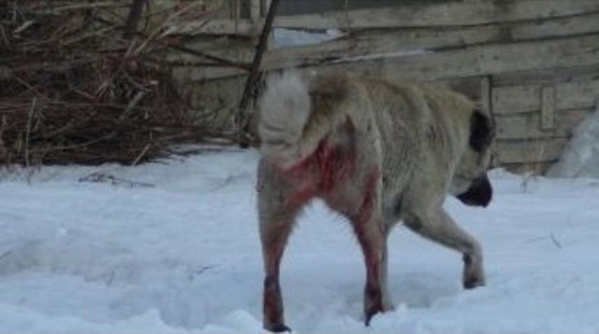 Bing&ouml;l'de Sahipsiz Sokak K&ouml;pekleri Vuruluyor