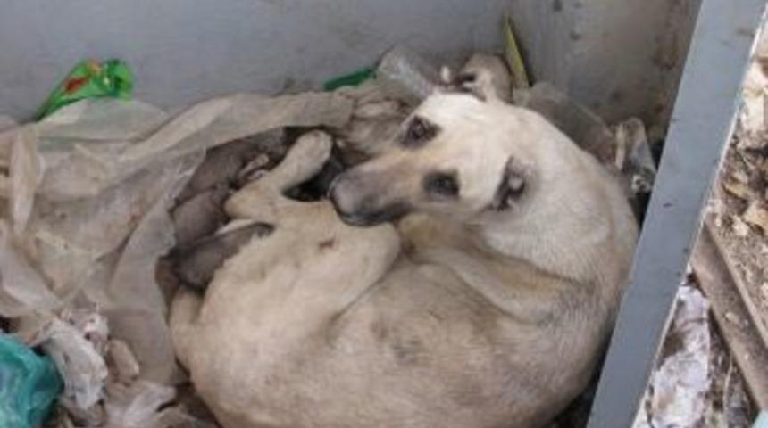 Sokak K&ouml;peğinin 5 Yavrusu Donarak &Ouml;ld&uuml;