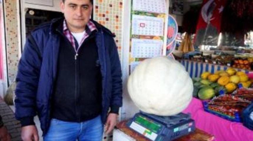 30 Kiloluk Balkabağı İlgi Odağı Oldu