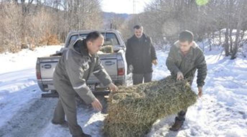 Orman İşletmesi Yaban Hayvanlarını Unutmadı