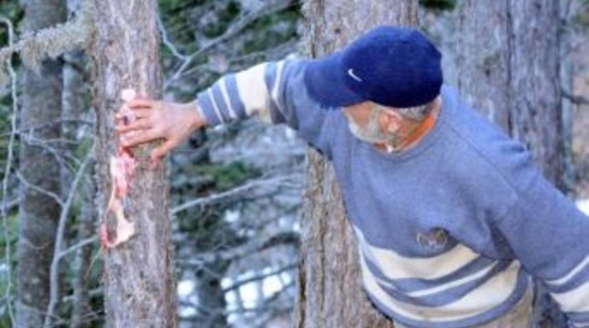 İneg&ouml;ll&uuml; &Ccedil;evreciden Yaban Hayvanlarına Ekmek Ve Kemik Yardımı