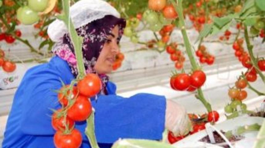 Tpao&rsquo;nun Atık Sıcak Suyu İle Isıtılan Topraksız Serada İlk Hasat Yapıldı