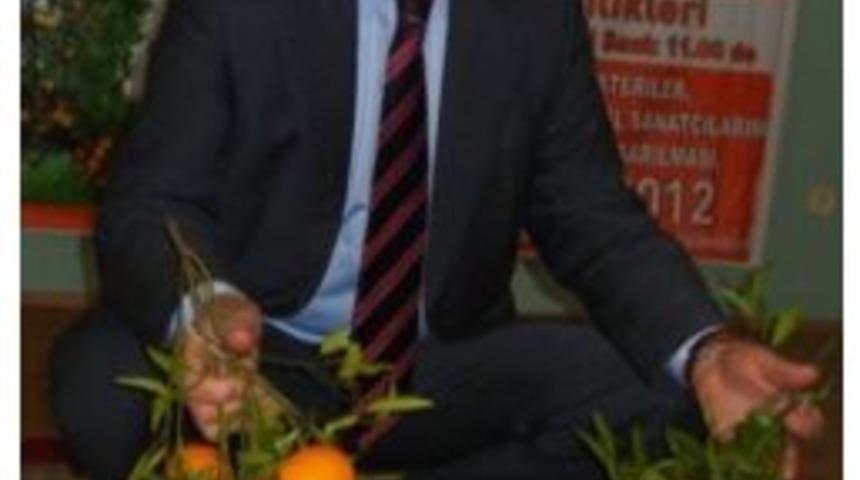 Mandalina Ağacının Yıllık Kirası 100 Tl