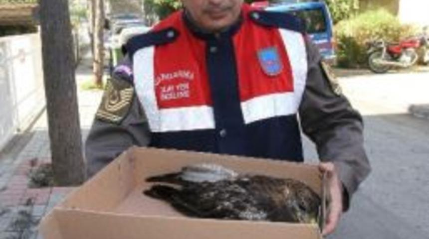 Yaralı Atmacaya Jandarma Şefkati