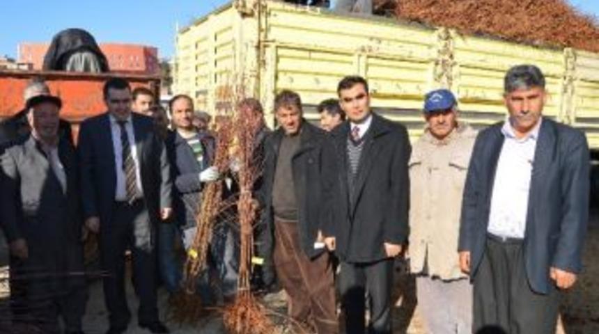 Besni&rsquo;de &Ccedil;ift&ccedil;ilere Badem Fidanı Dağıtıldı