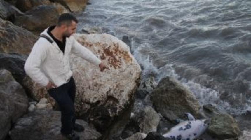 Mersin Sahilinde &Ouml;l&uuml; Yunus Balığı Bulundu