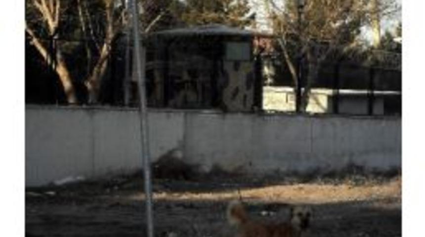 Başıboş K&ouml;pekler Tehlike Sa&ccedil;ıyor