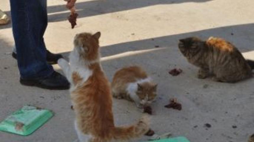 Esnaf Onlarca Tekir'e Bakıyor