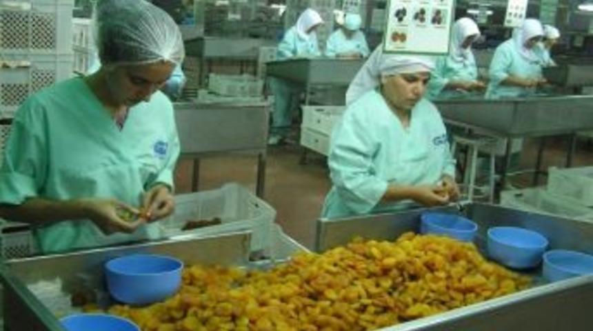 Kayısı İhracatı Arttı