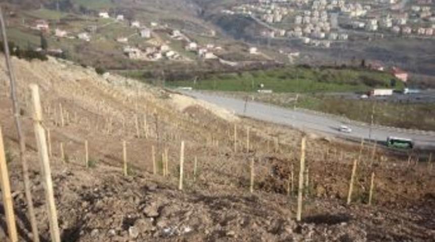 Kocaeli B&uuml;y&uuml;kşehir Belediyesi Kentteki Boş Alanları Ağa&ccedil;landırıyor