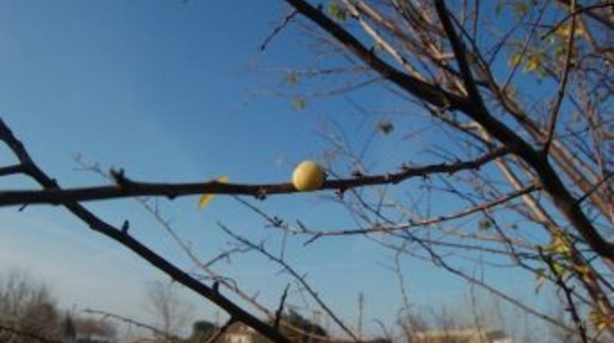Erik Ağacı Kış Ortasında Meyve Verdi