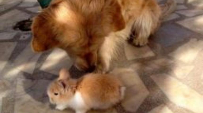 (&ouml;zel Haber) Limos K&uuml;s&uuml;nce Bakın Neler Oldu