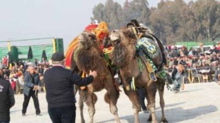 Germencik Deve G&uuml;reşleri Kıran Kırana Ge&ccedil;ti