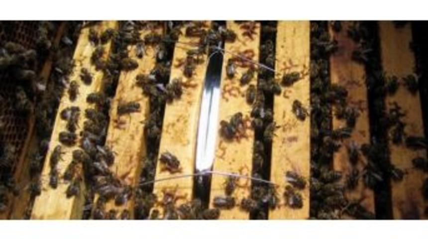 Arılarda G&ouml;r&uuml;len Varroa Hastalığıyla M&uuml;cadele Başlatıldı