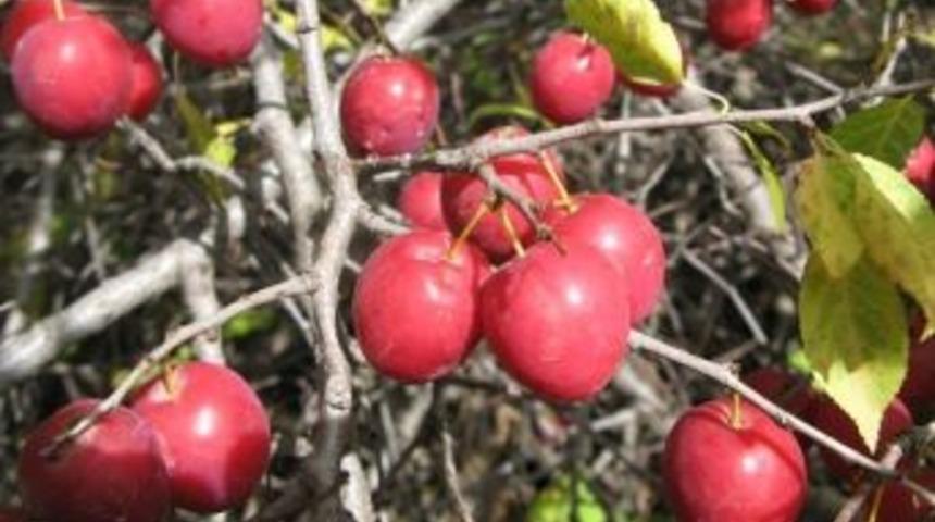 Erzurum&rsquo;da Yabanıl Meyveli T&uuml;rlerin Korunması &Ccedil;alışması
