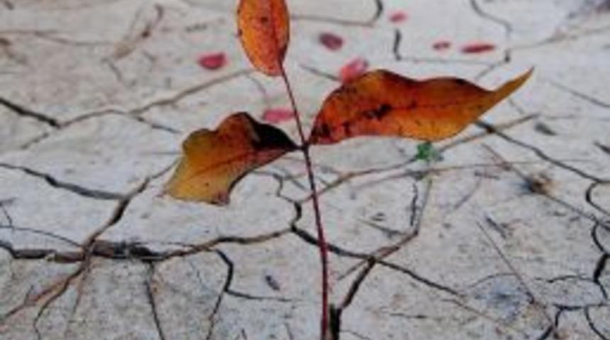 Kuraklık Buğday Tohumlarını &Ccedil;&uuml;r&uuml;tecek