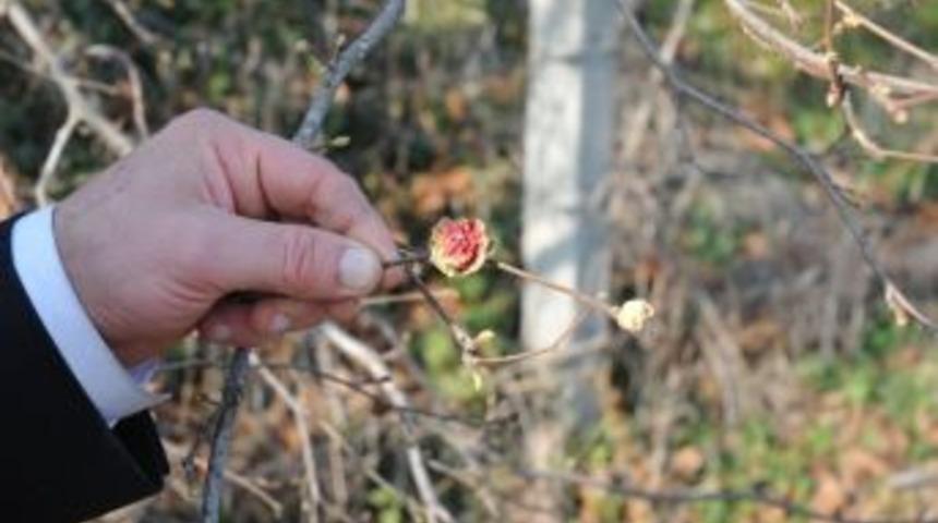 Fındıklar &Ccedil;i&ccedil;ek A&ccedil;tı