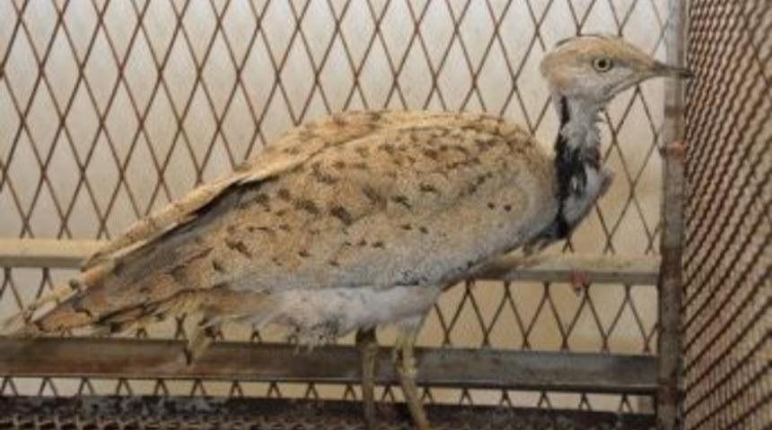 Nesli Tükenen Yakalı Toya Çipli Takip