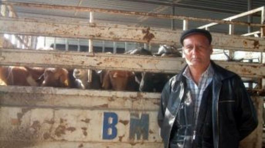Havran Pazarında K&uuml;&ccedil;&uuml;kbaş Hayvana İlgi Yok