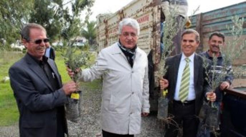 Marmaris Turizmden Sonra G&ouml;z&uuml;n&uuml; Zeytinciliğe Dikti