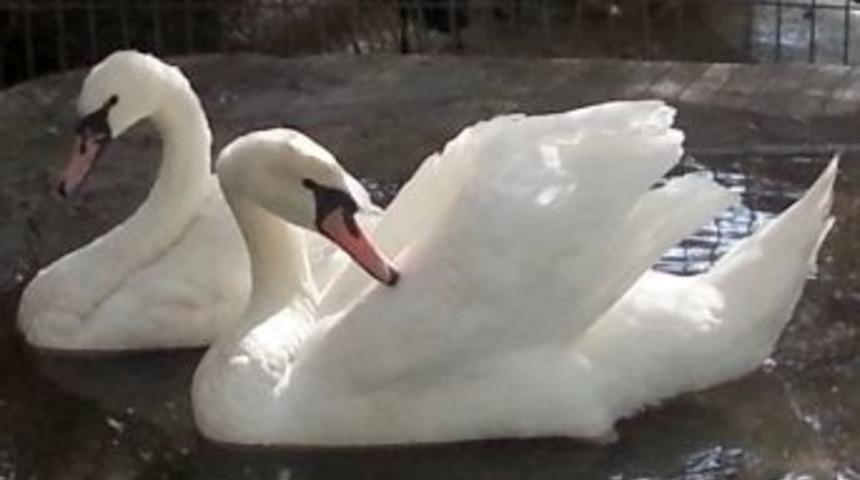 Kumluca Hayvanat Bah&ccedil;esi&rsquo;nin Yeni Konukları
