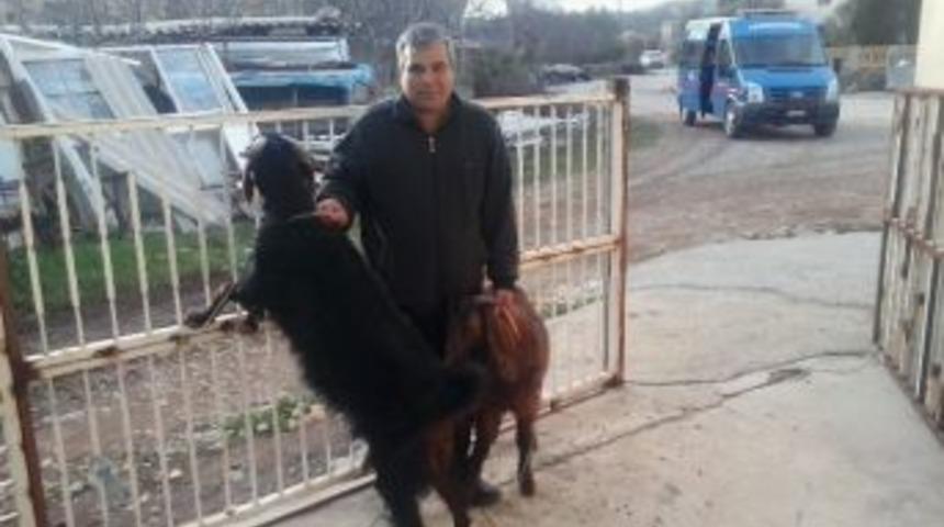 Jandarma &Ccedil;alınan Ke&ccedil;ileri Sahibine Teslim Etti