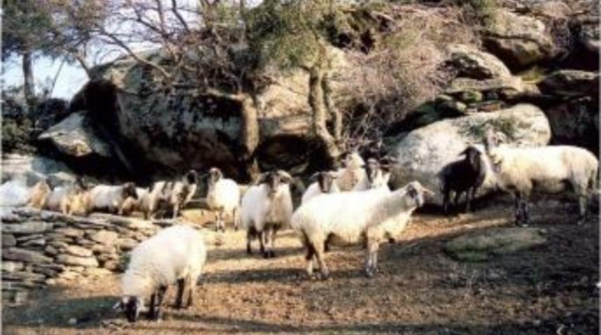 Aydın&rsquo;da Hayvancılık Destek &Ouml;demeleri Yapıldı