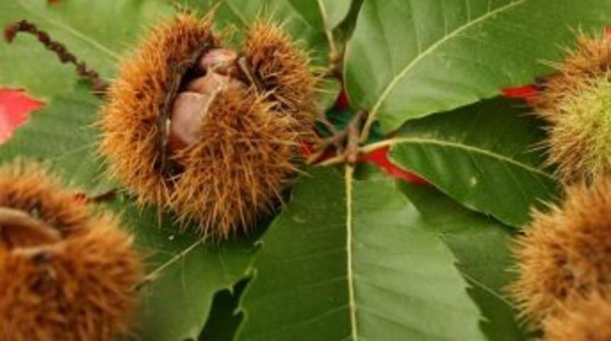 Aydın&rsquo;da Yerel &Uuml;r&uuml;n Koruma Kampanyası Meyve Vermeye Başladı
