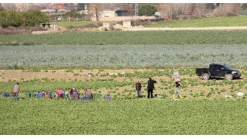 Tarlada 50 Kuruş Pazarda 3 Lira