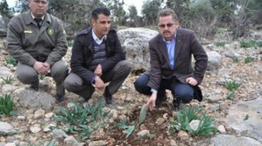 Ormanlar Yangından Dikenli İncirle Korunacak