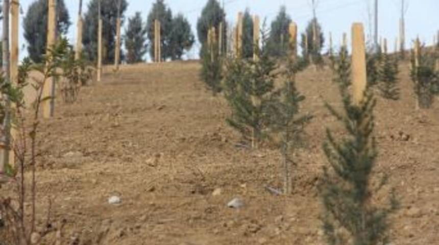 Yıldız Konutları'nın Etrafı Ağa&ccedil;landırıldı