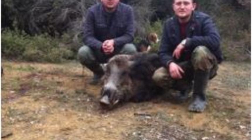 Orhangazili Avcılar 250 Kiloluk Domuz Avladı