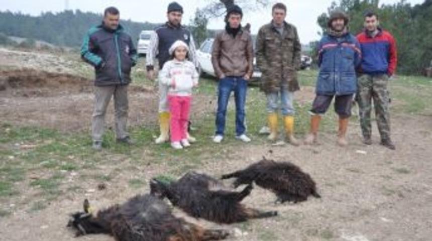 (&ouml;zel Haber) K&ouml;pekler S&uuml;r&uuml;lere Dadandı