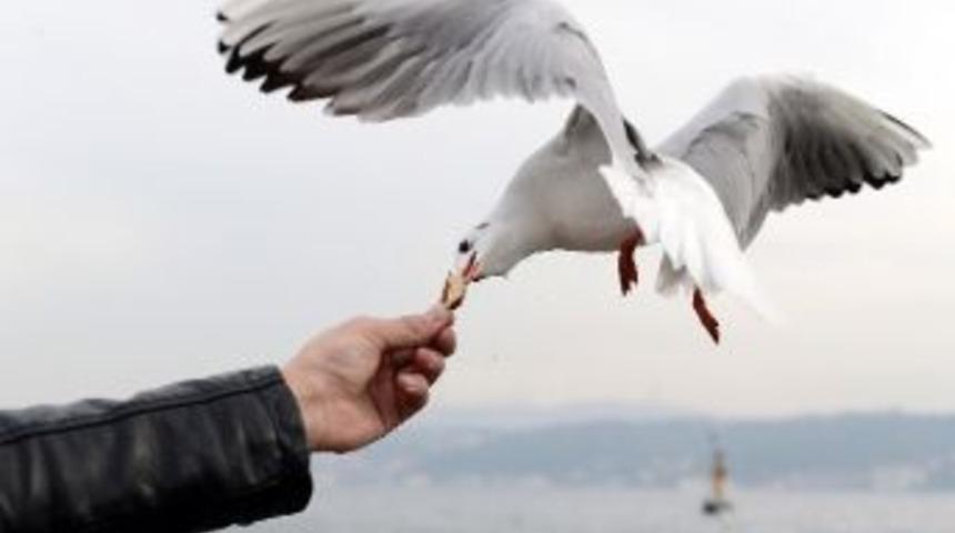 Martıları Elleriyle Besliyorlar