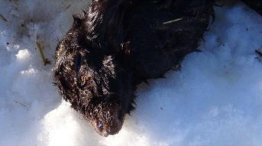 Ağzı Olmayan Kuzu Doğdu