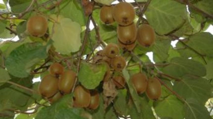 Rize'de Kivi Ve &Ccedil;ay &Uuml;retimi D&uuml;şt&uuml;